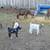 boer goats and bunnies 6 thumbnail