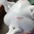 German Porcelain 4 thumbnail