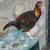 Young Claret Rooster 2 thumbnail