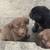 Australian shepherd pup 4 thumbnail