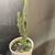Cactus 2 thumbnail