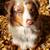 Australian Shepherd 4 thumbnail