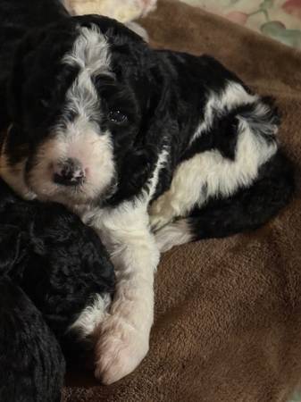 Goldendoodle F2bb63881395723137122