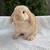 Purebred Holland Lop - Carter 1 thumbnail