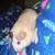Guinea pig 7 month old 1 thumbnail