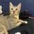 Cats/kittens free to a good home 2 thumbnail