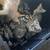 Cute Kittens 1 thumbnail