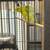 Parrotlets 1 thumbnail