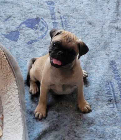 Pug puppy (Bakersfield)64014696469378120