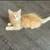 9 week old orange tabby & tortie kittens 8 thumbnail