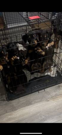 Free Puppies! (Oakland)63966186529666121