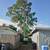 TREE TRIMMING / yard clean up CHEAPEST IN TOWN Tree Service license and insured 3 thumbnail