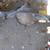 Ford explorer 8.8 2004 with rear sway bar 2 thumbnail