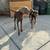 Doberman/ Weimaraner 3 thumbnail