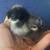 Egg Production Pullets 1 thumbnail
