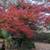 Japanese Maple, plus fruit and shade trees 3 thumbnail
