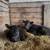 Bottle Calves 1 thumbnail