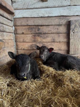Bottle Calves 1