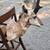 Vintage taxidermy Pronghorn Antelope shoulder mount by a local artist 7 thumbnail