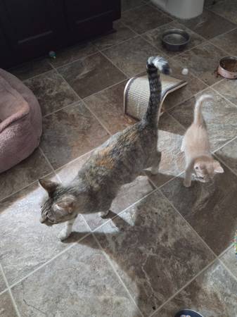 Mama & male kitten 1