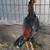 Thai rooster gallo chicken 1 thumbnail