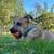 New home for puppy 1 thumbnail