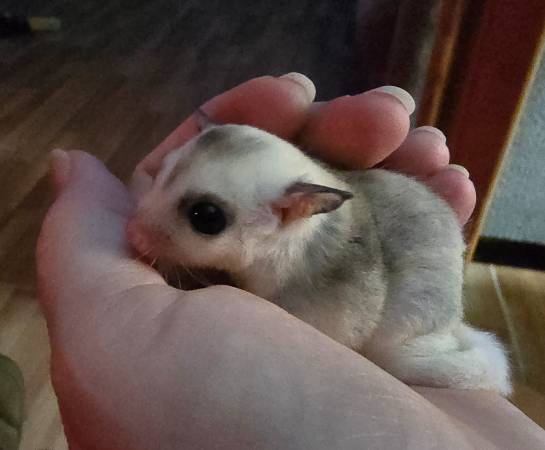 Sugar Gliders 1