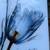 New frame-less free floating tempered glass art Three Tulips 24" x 48" 5 thumbnail