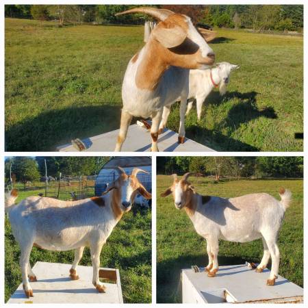 Miniature Boer 1