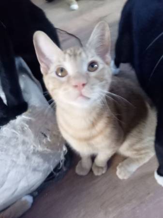 Kittens/cat (Glendale)63870037010433123