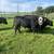 Local Farm Fresh Beef 7 thumbnail