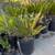 Sago Palms 2 thumbnail