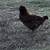 Laying hens 2 thumbnail