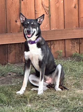 Looking for a Loving Home for Foxy- small rehoming fee (Copperas Cove)63839343819139120