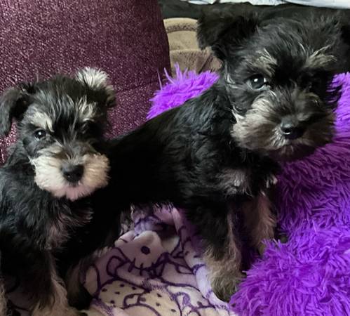 Christmas schnauzer 1