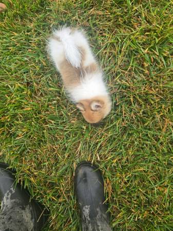 Pomeranian puppy (Monroe)63927657825155121