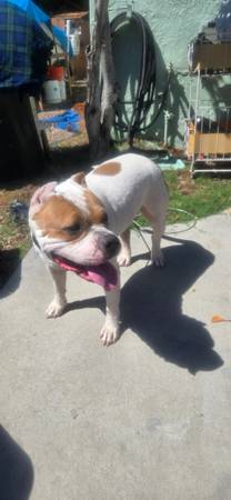 Encontraron un pit bull blanco (La mesa)63870037523073120