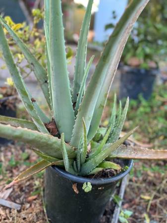 Aloe Vera Plant 1