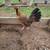 2 hens cabesa redonda gary an̈o  $100 each 3 thumbnail