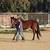 Horse training/Riding Lessons 4 thumbnail