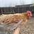 Laying Hens &Roosters 12 thumbnail