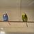 English Budgies Periquito Ingleses 1 thumbnail