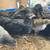 7 Week Old Chicks 1 thumbnail