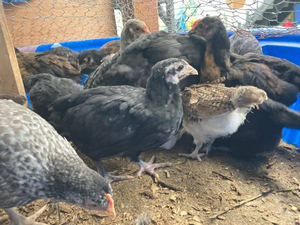7 Week Old Chicks 1