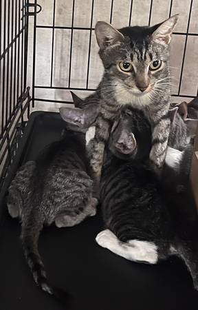 Cats for Rehoming Varied Ages. Small Adoption Fee.63873144626051121