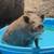 Mini Pigs 2 thumbnail
