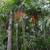 CHAMAEDOREA woodsoniana ///// Woodson's palm --- 1/5/15 gallon 1 thumbnail