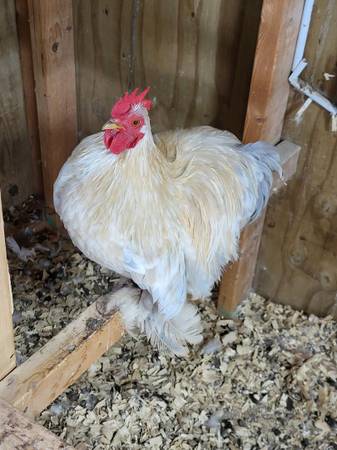 purebred bantam roosters 1