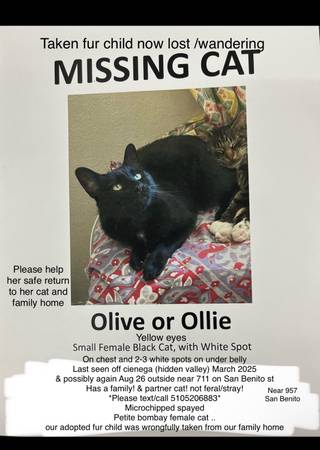 Stolen missing cat (Hollister)63941478073858120