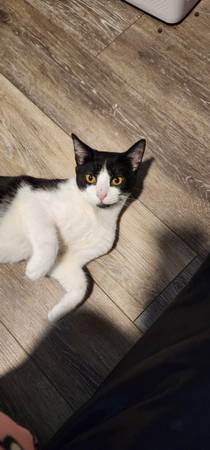 Free Kitten (Maricopa City)64050550089346122